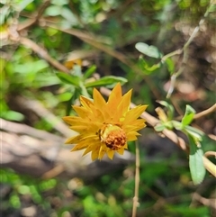 Xerochrysum viscosum at Killabakh, NSW - 28 Aug 2025 by Purschy