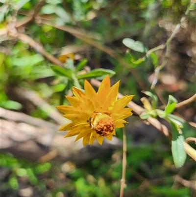Xerochrysum viscosum at Killabakh, NSW - 28 Aug 2025 by Purschy