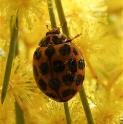 Harmonia conformis (Common Spotted Ladybird) at Hall, ACT - 6 Sep 2025 by Anna123