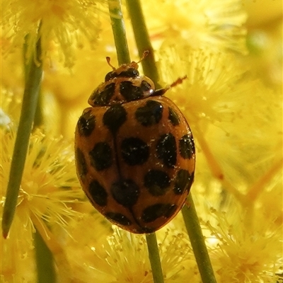 Harmonia conformis (Common Spotted Ladybird) at Hall, ACT - 6 Sep 2025 by Anna123