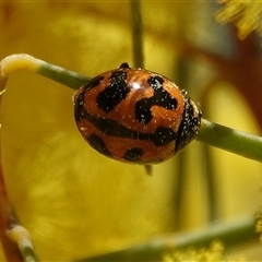 Coccinella transversalis (Transverse Ladybird) at Hall, ACT - 6 Sep 2025 by Anna123