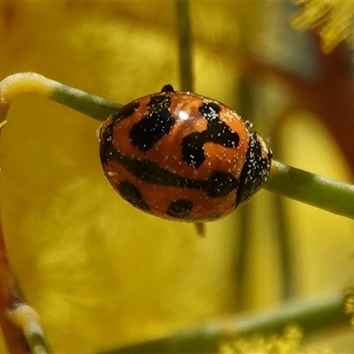 Coccinella transversalis (Transverse Ladybird) at Hall, ACT - 6 Sep 2025 by Anna123