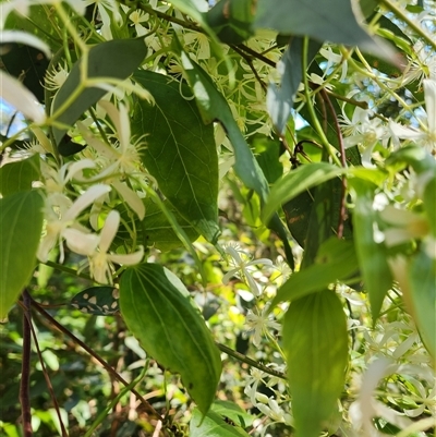 Clematis fawcettii at Killabakh, NSW - 28 Aug 2025 by Purschy