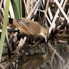 Acrocephalus australis (Australian Reed-Warbler) at Dunlop, ACT - 5 Sep 2025 by AlisonMilton