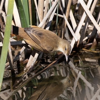 Acrocephalus australis (Australian Reed-Warbler) at Dunlop, ACT - 5 Sep 2025 by AlisonMilton