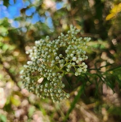 Unverified Other Wildflower or Herb at Upper Lansdowne, NSW - 28 Aug 2025 by Purschy