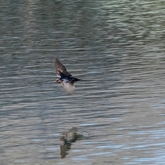 Hirundo neoxena (Welcome Swallow) at Dunlop, ACT - 5 Sep 2025 by AlisonMilton
