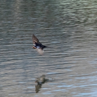 Hirundo neoxena (Welcome Swallow) at Dunlop, ACT - 5 Sep 2025 by AlisonMilton