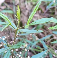 Zieria smithii at Killabakh, NSW - 29 Aug 2025 by Purschy