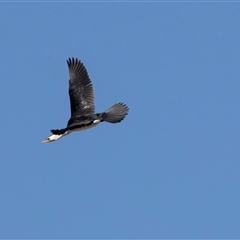 Microcarbo melanoleucos (Little Pied Cormorant) at Dunlop, ACT - 5 Sep 2025 by AlisonMilton