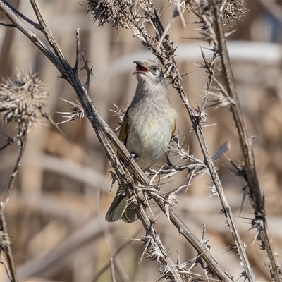 Lichmera indistincta (Brown Honeyeater) at Dunlop, ACT - 5 Sep 2025 by AlisonMilton