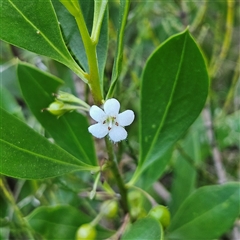 Myoporum boninense subsp. australe (Boobialla) at Narooma, NSW - 6 Sep 2025 by MatthewFrawley