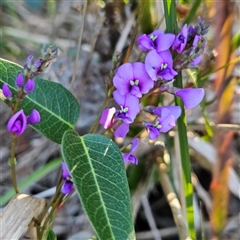 Hardenbergia violacea (False Sarsaparilla) at Narooma, NSW - 6 Sep 2025 by MatthewFrawley