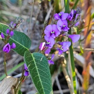 Hardenbergia violacea (False Sarsaparilla) at Narooma, NSW - 6 Sep 2025 by MatthewFrawley