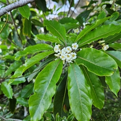 Pittosporum undulatum (sweet pittosporum) at Narooma, NSW - 6 Sep 2025 by MatthewFrawley