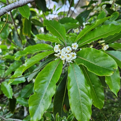Pittosporum undulatum (sweet pittosporum) at Narooma, NSW - 6 Sep 2025 by MatthewFrawley