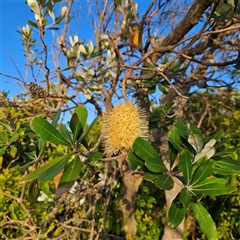 Banksia integrifolia subsp. integrifolia (Coast Banksia) at Narooma, NSW - 6 Sep 2025 by MatthewFrawley