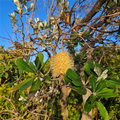 Banksia integrifolia subsp. integrifolia (Coast Banksia) at Narooma, NSW - 6 Sep 2025 by MatthewFrawley