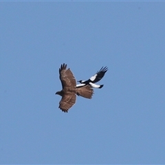 Tachyspiza fasciata (Brown Goshawk) at Dunlop, ACT - 5 Sep 2025 by AlisonMilton