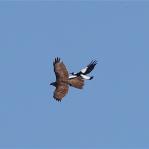 Tachyspiza fasciata (Brown Goshawk) at Dunlop, ACT - 5 Sep 2025 by AlisonMilton