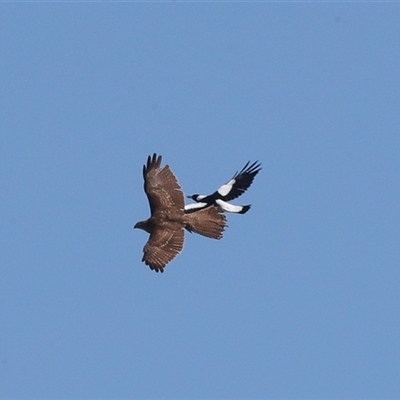 Tachyspiza fasciata (Brown Goshawk) at Dunlop, ACT - 5 Sep 2025 by AlisonMilton