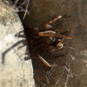 Badumna (genus) (Lattice-web spider) at Belconnen, ACT - 6 Sep 2025 by Hejor1