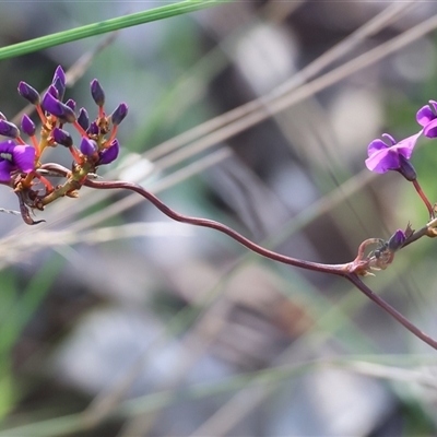 Hardenbergia violacea (False Sarsaparilla) at Bandiana, VIC - 6 Sep 2025 by KylieWaldon
