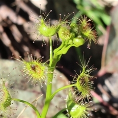 Drosera (genus) at Bandiana, VIC - 6 Sep 2025 by KylieWaldon