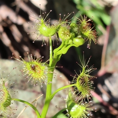 Drosera (genus) at Bandiana, VIC - 6 Sep 2025 by KylieWaldon