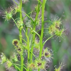 Drosera (genus) at Bandiana, VIC - 6 Sep 2025 by KylieWaldon