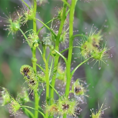 Drosera (genus) at Bandiana, VIC - 6 Sep 2025 by KylieWaldon