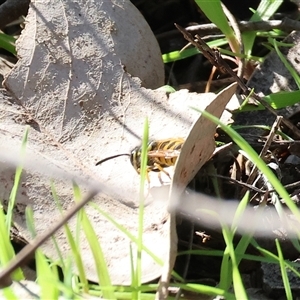 Vespula germanica (European Wasp, German Yellowjacket Wasp) at Bandiana, VIC - 6 Sep 2025 by KylieWaldon