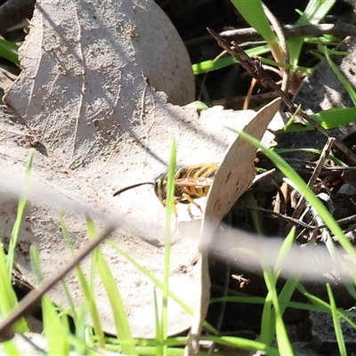 Vespula germanica (European Wasp, German Yellowjacket Wasp) at Bandiana, VIC - 6 Sep 2025 by KylieWaldon