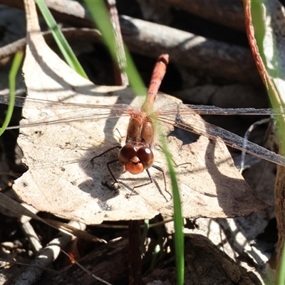 Diplacodes bipunctata (Wandering Percher) at Bandiana, VIC - 6 Sep 2025 by KylieWaldon