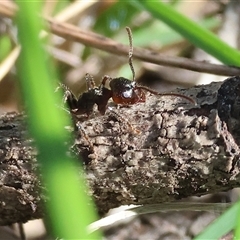 Notoncus sp. (genus) (A Notoncus ant) at Bandiana, VIC - 6 Sep 2025 by KylieWaldon