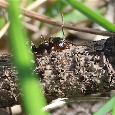 Notoncus sp. (genus) (A Notoncus ant) at Bandiana, VIC - 6 Sep 2025 by KylieWaldon