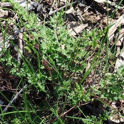 Cheilanthes (genus) at Bandiana, VIC - 6 Sep 2025 by KylieWaldon