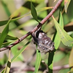 Hakea (genus) at Bandiana, VIC - 6 Sep 2025 by KylieWaldon