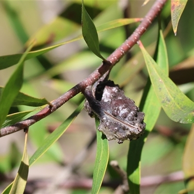 Hakea (genus) at Bandiana, VIC - 6 Sep 2025 by KylieWaldon
