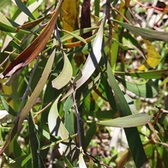 Acacia doratoxylon at Bandiana, VIC - 6 Sep 2025 by KylieWaldon