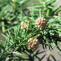 Grevillea (genus) at Bandiana, VIC - 6 Sep 2025 by KylieWaldon