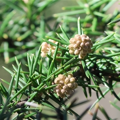 Grevillea (genus) at Bandiana, VIC - 6 Sep 2025 by KylieWaldon