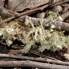 Usnea scabrida at Gherang, VIC - 4 Sep 2025 by WendyEM