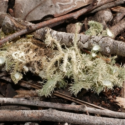 Usnea scabrida at Gherang, VIC - 4 Sep 2025 by WendyEM