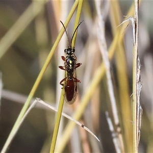 Unverified Flower Wasps (Scoliidae, Thynnidae or Tiphiidae) at Bandiana, VIC - 6 Sep 2025 by KylieWaldon