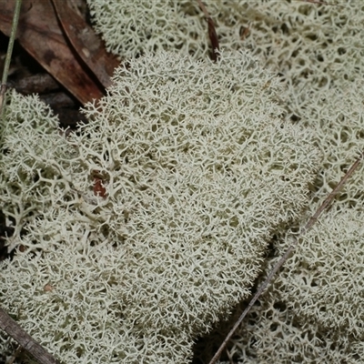 Cladia aggregata at Gherang, VIC - 4 Sep 2025 by WendyEM