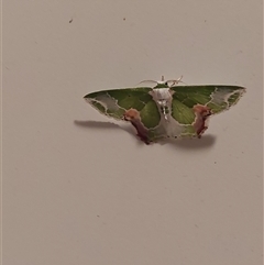 Protuliocnemis partita (A Geometer moth (Geometrinae)) at Moodlu, QLD - 6 Sep 2025 by Horsehoon63