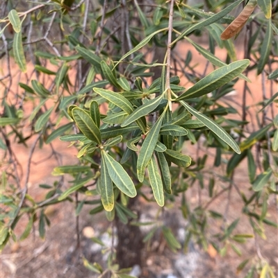 Flindersia maculosa (Leopardwood) at Gunderbooka, NSW - 23 Jun 2025 by Tapirlord