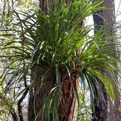 Cymbidium suave (Snake Orchid) at Hill Top, NSW - 3 Sep 2025 by Aussiegall