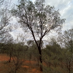 Acacia excelsa (Ironwood) at Gunderbooka, NSW - 23 Jun 2025 by Tapirlord
